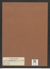 Actinoptychus vicenarius Ehr. (de-Toni-Nr.: Genus 227, Species 5623) Zeichnungen Sammlung Grunow Mappe 05360 (Herbarium_W_Grunow_drawings_Folder_05360)
